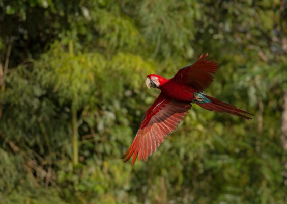 bird-south-america-nature-habitat
