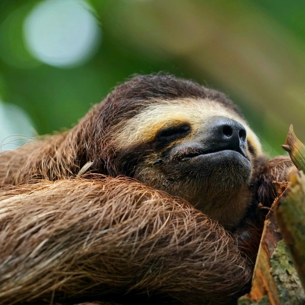 sloth-arenal-rainforest-wildlife-moon-gate-costa-rica.jpg