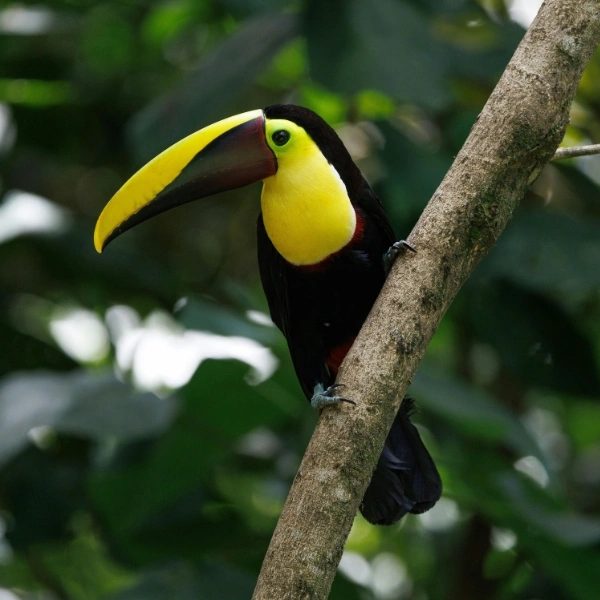 toucan-bird-arenal-rainforest-moon-gate-costa-rica.jpg